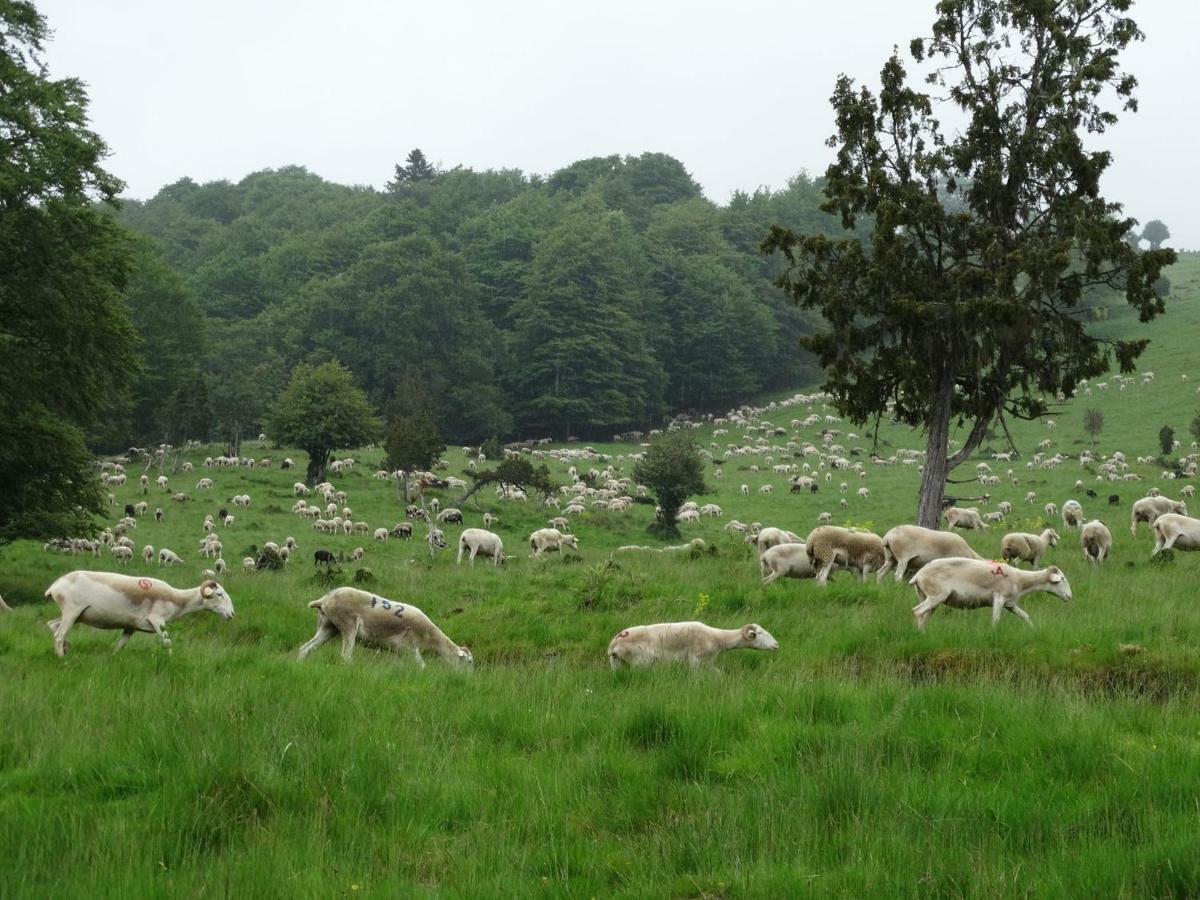 Du Cote De Lacoume Anla Exteriör bild